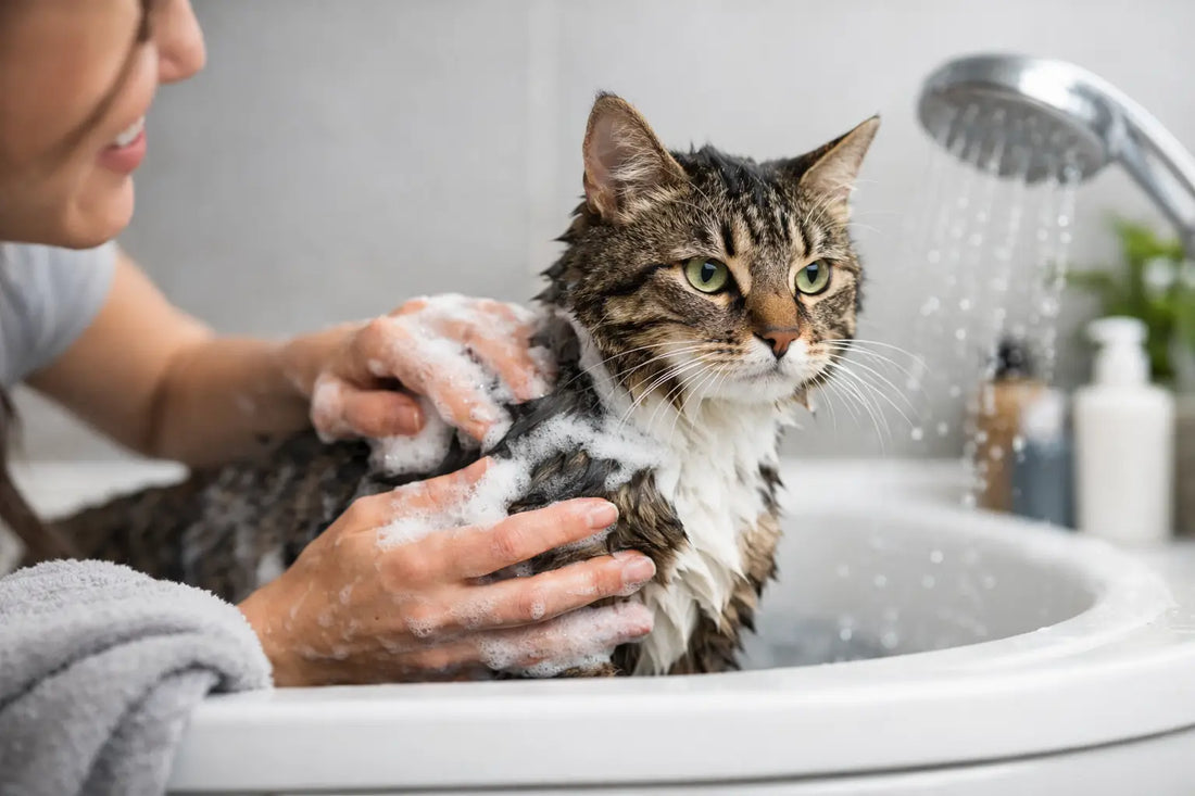 Kat wassen zonder stress doe je zo
